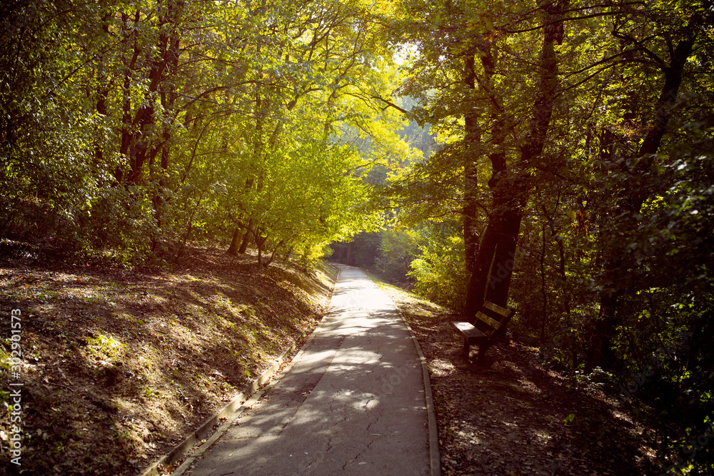 Fototapeta premium National Forest Park, Natural summer landscape