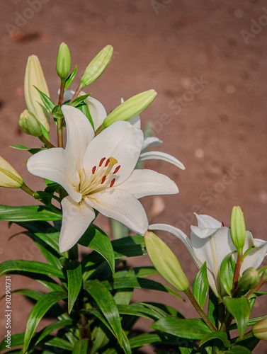 Lilies bloom in the garden  floriculture as a hobby in the summer garden. Concept of gardening  floriculture and landscape design.