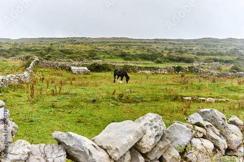 Horse in the grass