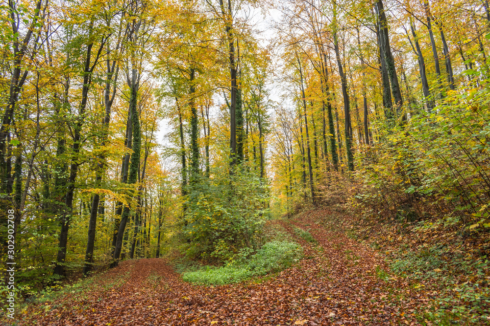 Beautiful walk in the autumnal forests with beautiful warm colors of autumn. Beautiful walk in the autumnal forests with beautiful warm colors of autumn.