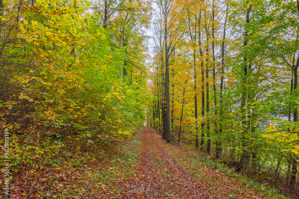 Obraz premium Beautiful walk in the autumnal forests with beautiful warm colors of autumn.