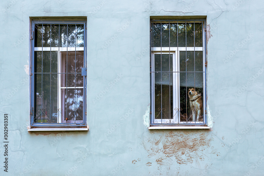 A lonely dog ​​is waiting in a house near a window. The pet sad looks out of captivity through the bars to the street and freedom. On the wall are traces of animal paws.