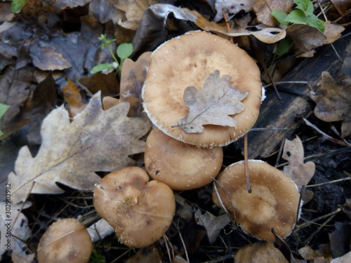 Mushrooms under fallen leaves in the forest in autumn