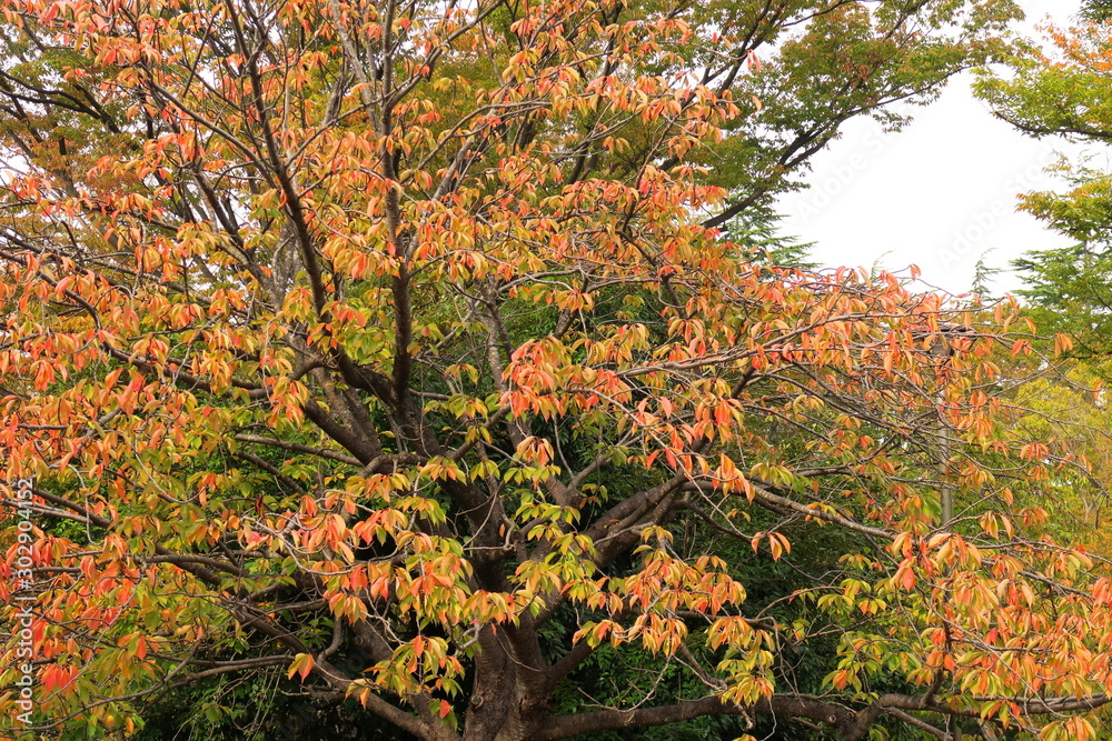 Naklejka premium 公園の紅葉の桜の木