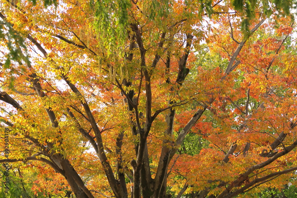 欅の黄葉の大木