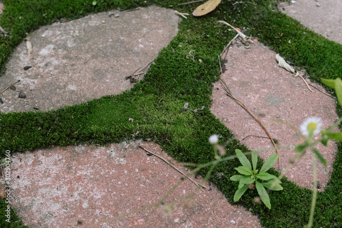 Green moss on the pavement ...