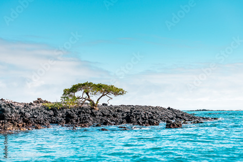 Fototapeta Naklejka Na Ścianę i Meble -  Galapagos Islands Dream beach on the island of Isabela with turquoise-blue waters and Caribbean sand beach which is fringed with palm trees and black lava rocks, in the travel destination of Ecuador
