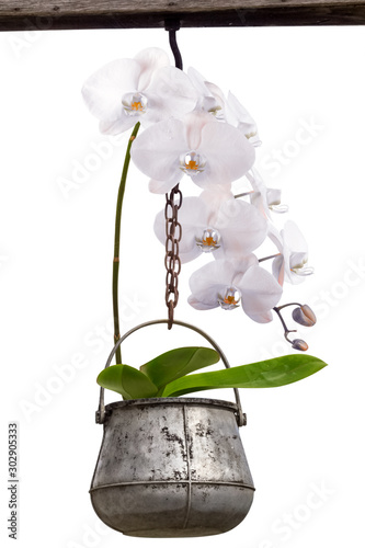 Orchidée blanche phalaenopsis en suspension 