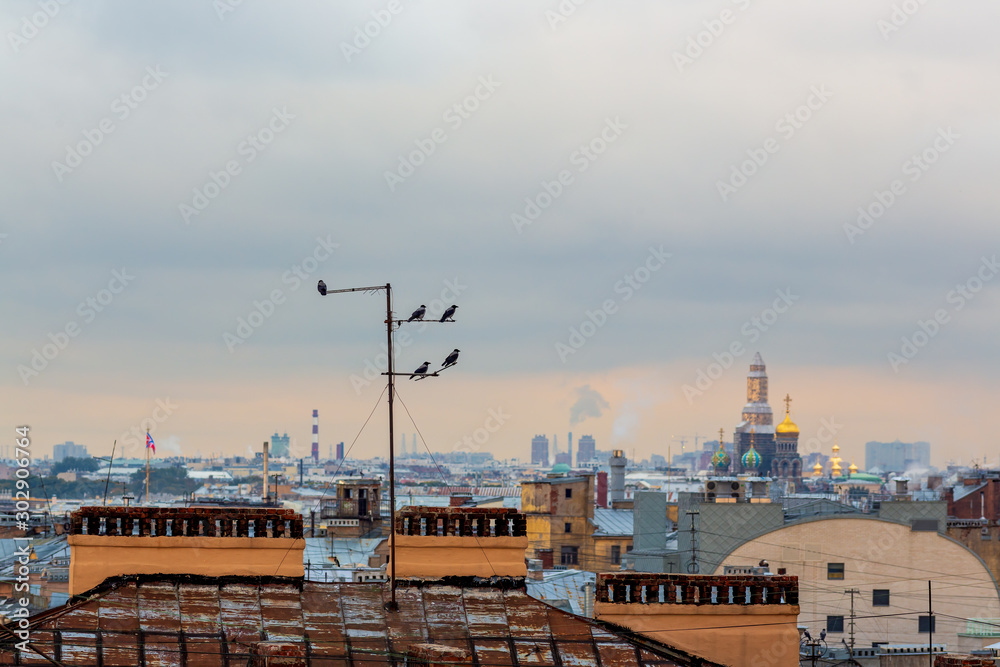 Crows are sitting on a television antenna on the roof of a building against the backdrop of the city. St. Petersburg, Russia.