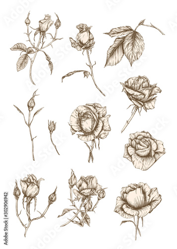 Roses flowers set. Graphic drawing, engraving style vector illustration