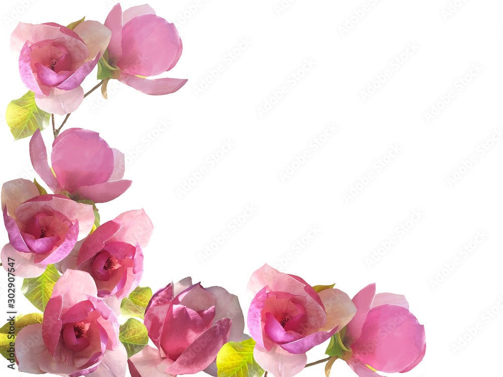 Magnolia flower isolated on white background. Magnolia flower isolated on white background.
