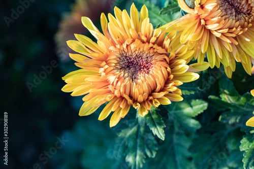 Yellow chrysanthemums close up in autumn Sunny day in the garden. Autumn flowers. Flower head