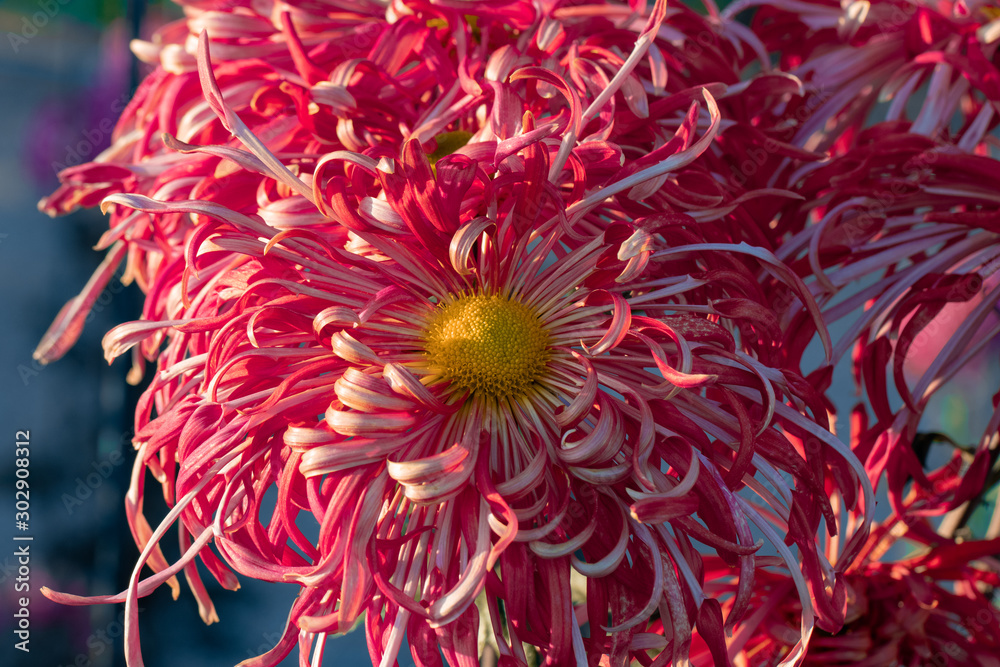 Red chrysanthemums close up in autumn Sunny day in the garden. Autumn flowers. Flower head Red chrysanthemums close up in autumn Sunny day in the garden. Autumn flowers. Flower head