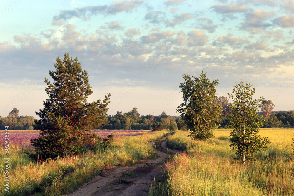 Obraz premium sunrise in summer field