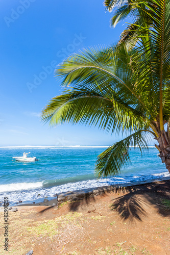 palm trees on the beach  R  union Island 