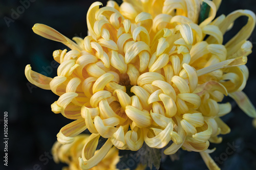 Yellow chrysanthemums close up in autumn Sunny day in the garden. Autumn flowers. Flower head