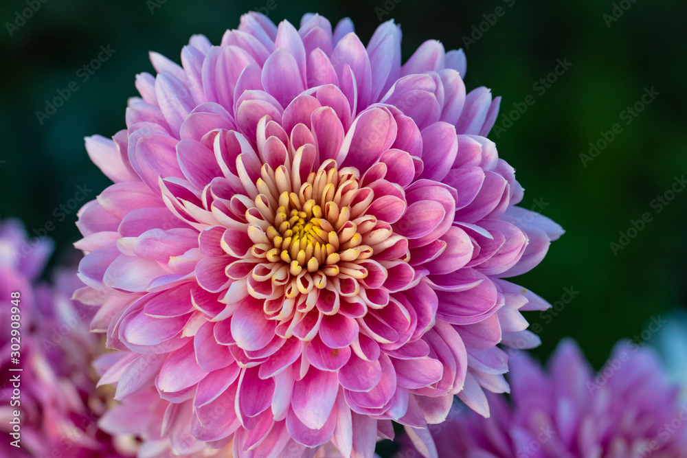 Pink chrysanthemums close up in autumn Sunny day in the garden. Autumn flowers. Flower head Pink chrysanthemums close up in autumn Sunny day in the garden. Autumn flowers. Flower head