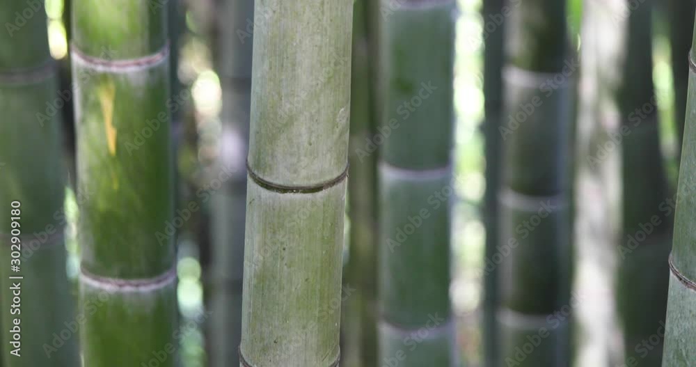 Bamboo Trees In Botanical Garden. Bamboo Trees In Botanical Garden.