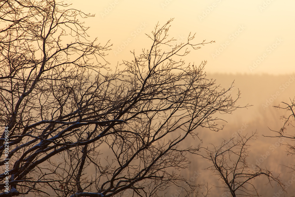 Obraz premium Leafless tree branches at dawn of the sun