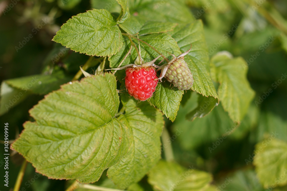 ripe berry garden raspberries on a branch close up ripe berry garden raspberries on a branch close up