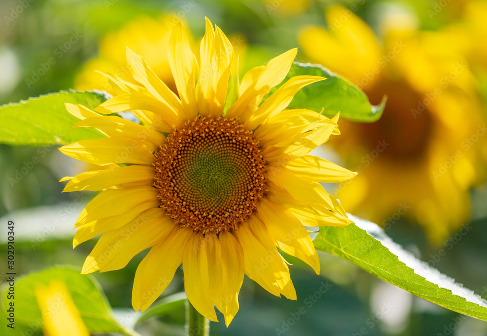 Naklejka premium Sunflowers grow in the field