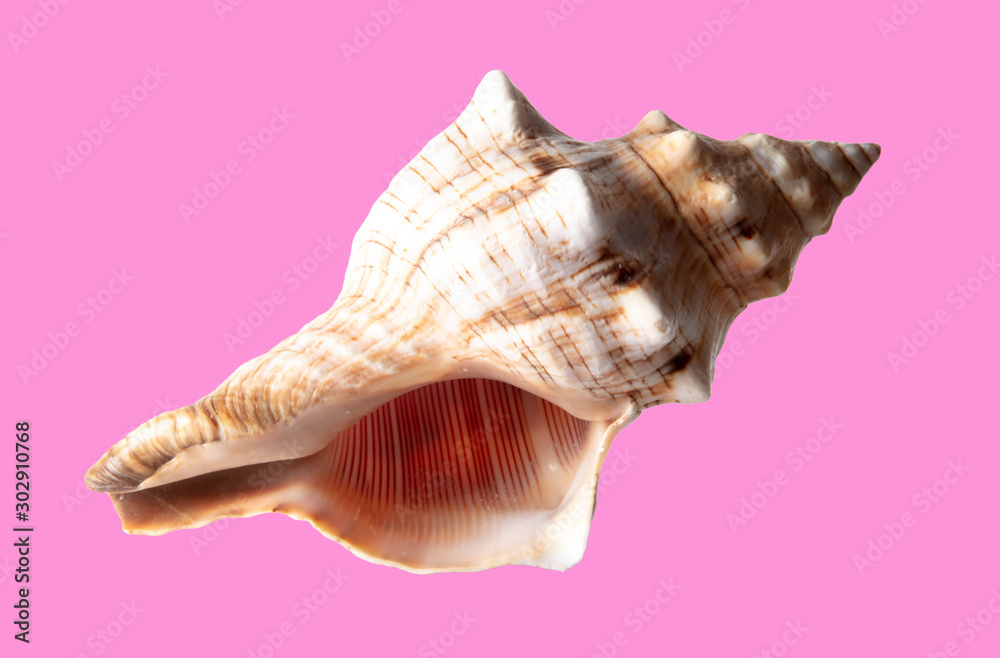 Sea shell isolated on a pink background Sea shell isolated on a pink background