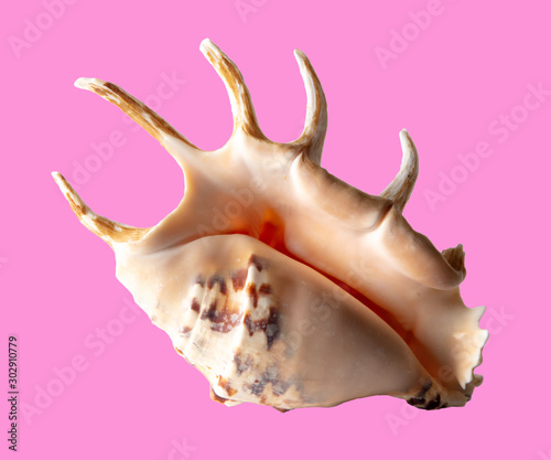 Sea shell isolated on a pink background