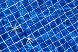 Blue and white starfishes in swimming pool