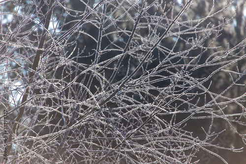 Branches on a tree in hoarfrost