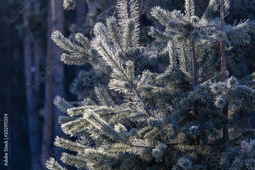Coniferous branches in the snow