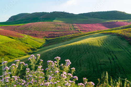 Landscape with red blossom of honey flowers sulla on pastures and green wheat fields on hills of Sicily island, agriculture in Italy