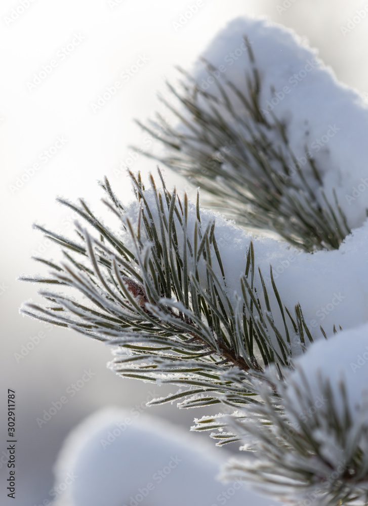 Coniferous branches in the snow Coniferous branches in the snow