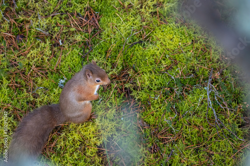 Obraz na płótnie Red Squirrel, Sciurus vulgaris, displaying behaviour seen from above amongst the moss and heather of a pine forest in Scotland during Autumn, November. w salonie