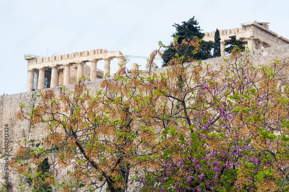 Obraz premium View on Acropolis in Athens from spring garden with blossoming trees