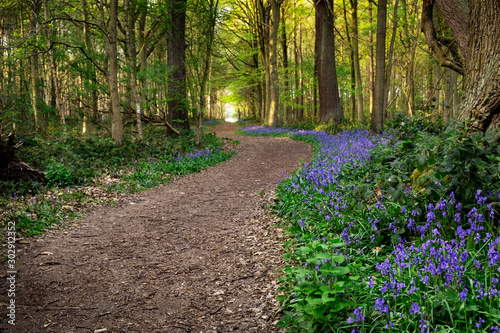 Forest path with bluebells, spring walk through woodland near Worksop, Nottinghamshire photo