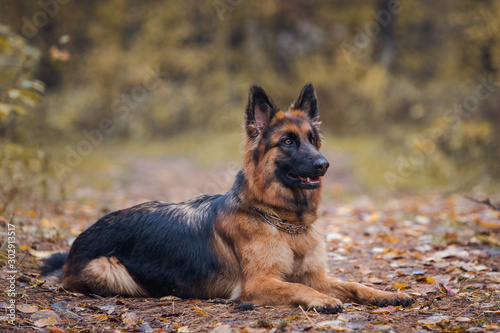 young long haired female german shepherd dog lies on the road in daytime in autumn