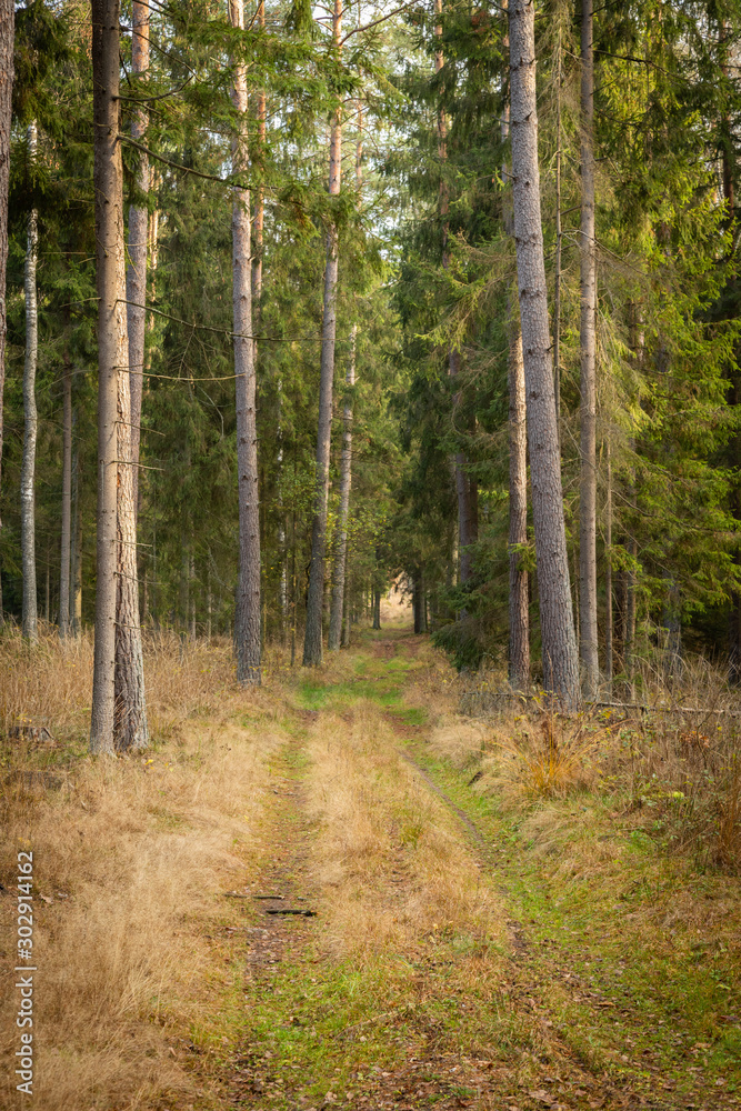 Obraz premium Forrest - Forest Knyszyn (Poland)