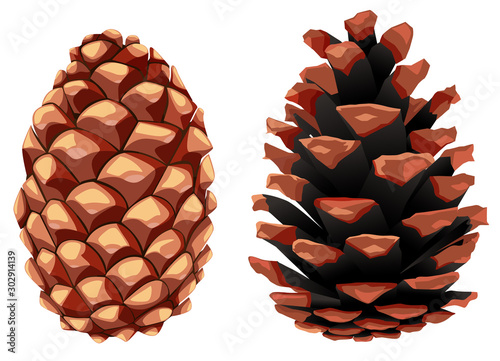 Fir and pine cone, opened and closed
