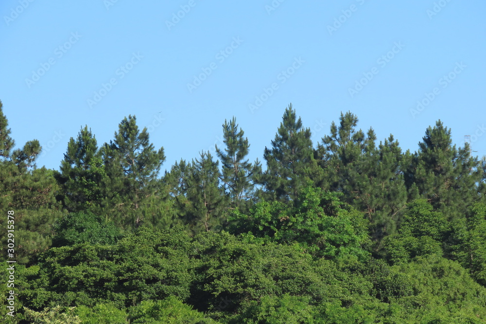 trees and blue sky