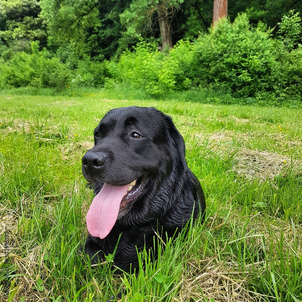 dog in grass