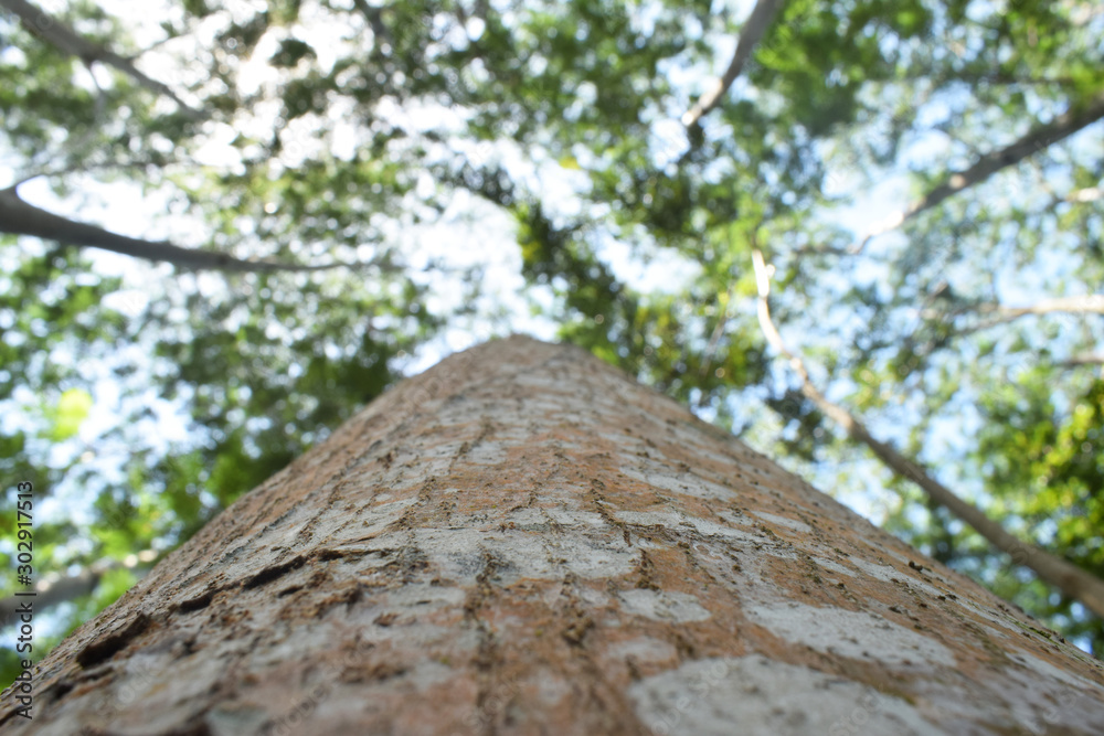 Looks under the tree, so big tree trunk Looks under the tree, so big tree trunk