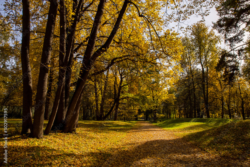 Naklejka premium Landscape of Golden autumn in the Park where there are old oaks. Kuskovo, Moscow, Russia.