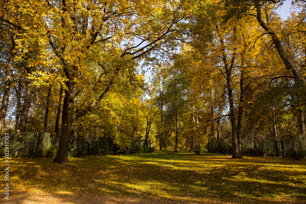 Landscape of Golden autumn in the Park where there are old oaks. Kuskovo, Moscow, Russia.