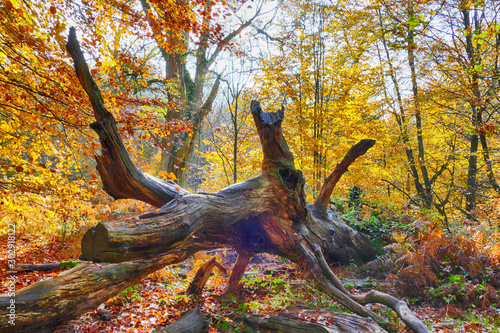Herbststimmung in einem Urwald bei Hofgeismar photo