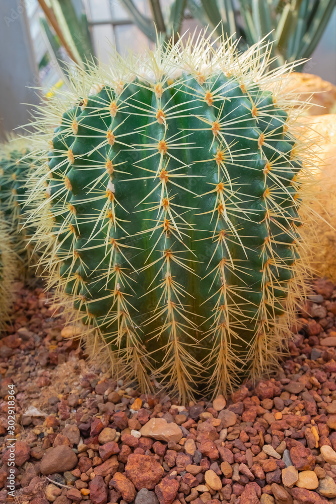 The Cactus. Cactus planted in the nursery The Cactus. Cactus planted in the nursery