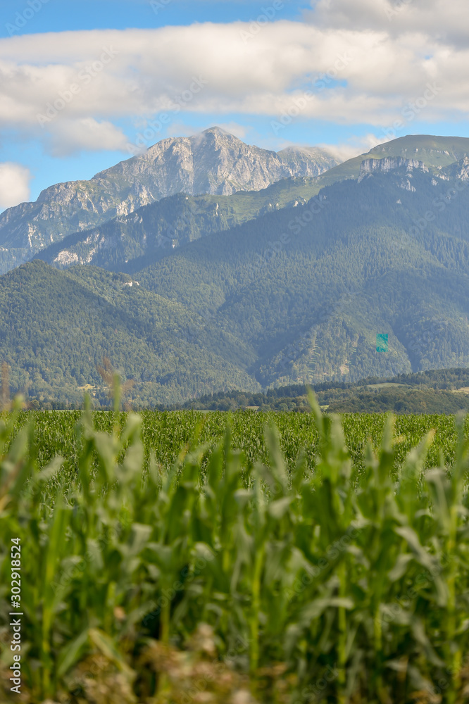  Bucegi mountains seen from Bran county in Transylvania in summer season