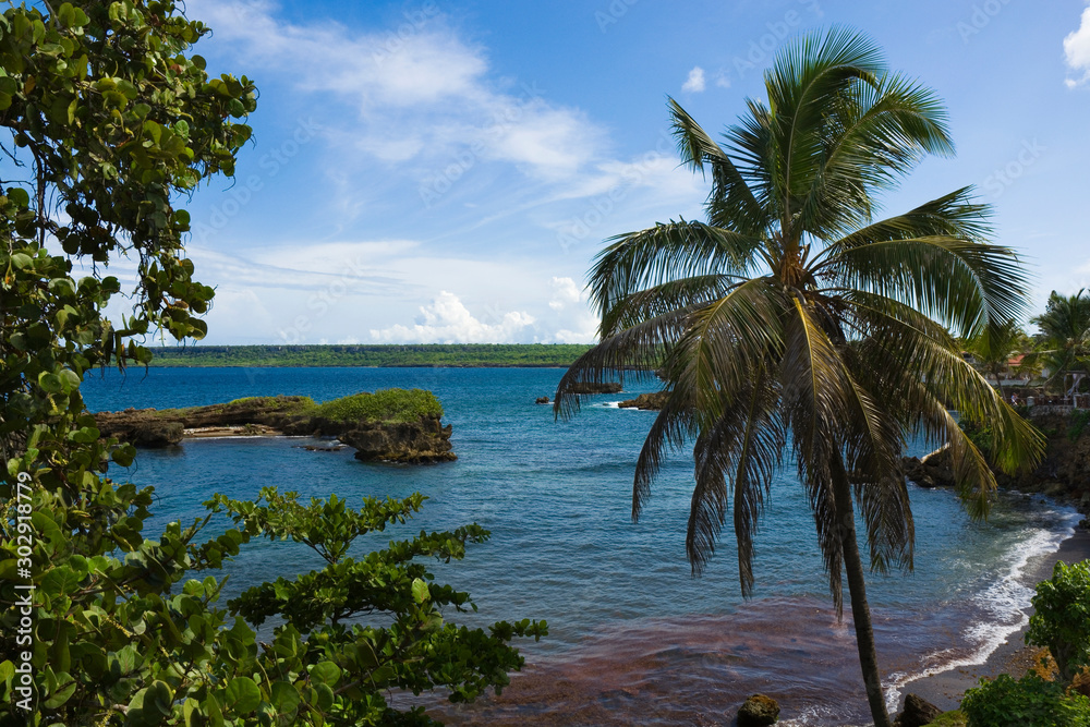 Palm tree on rocky coast of Boca De Yuma village, Dominican Republic