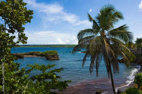 Palm tree on rocky coast of...