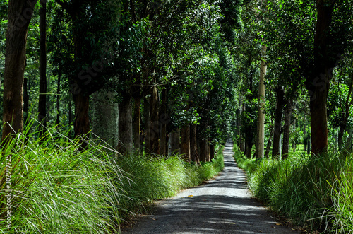 Tree avenue of Allakolla Estate, it is a tea estate near Knuckles forest reserve in kandy Sri Lanaka. photo
