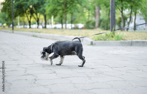 dog on a leash runs on asphalt